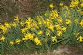 Narcissus pseudonarcissus